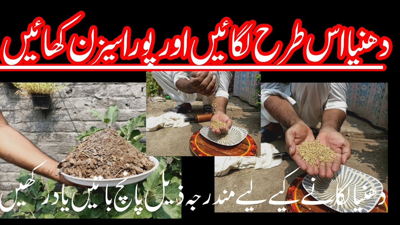 How To Plant Coriander Seeds ? | Step By Step Growing Of Coriander | دھنیے کے بیج کو لگانے کا طریقہ 
