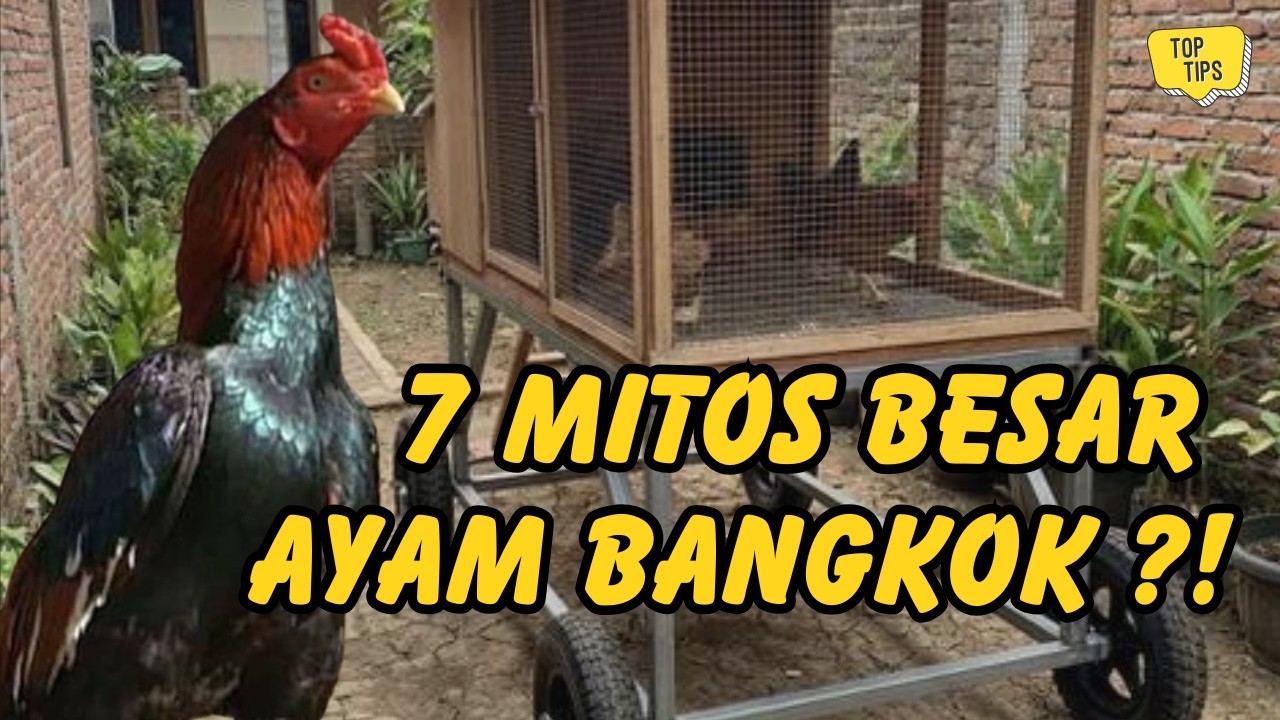 7 Mitos Ayam Bangkok yang Ternyata Salah Total! (Banyak Penghobi Masih Percaya)