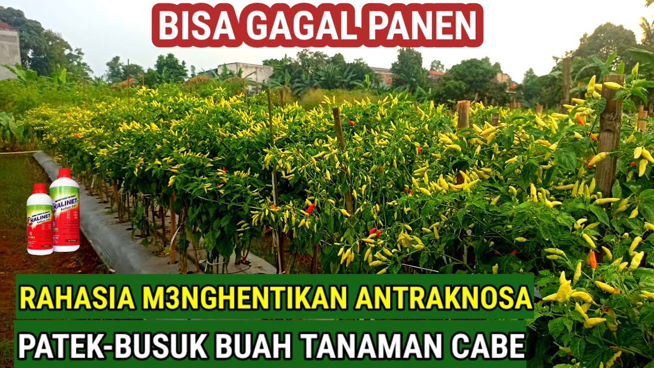 RAHASIA MENGHENTIKAN ANTRAKNOSA / BUSUK BUAH / PATEK