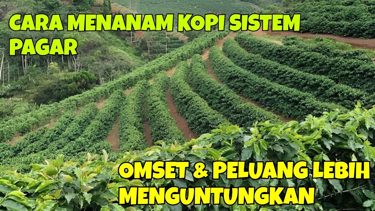 CARA MENANAM KOPI SISTEM PAGAR&nbsp;OMSET & PELUANG LEBIH MENGUNTUNGKAN