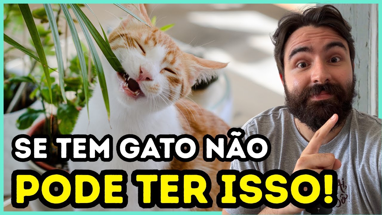 Quem Tem Gatos NÃO Pode Ter ESSAS Coisas Em Casa!