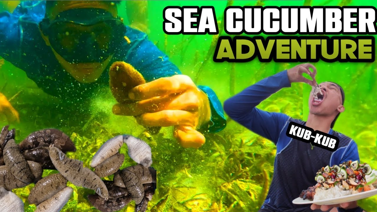 SEA CUCUMBER ADVENTURE | SUPER DELICIOUS | MarinongDj