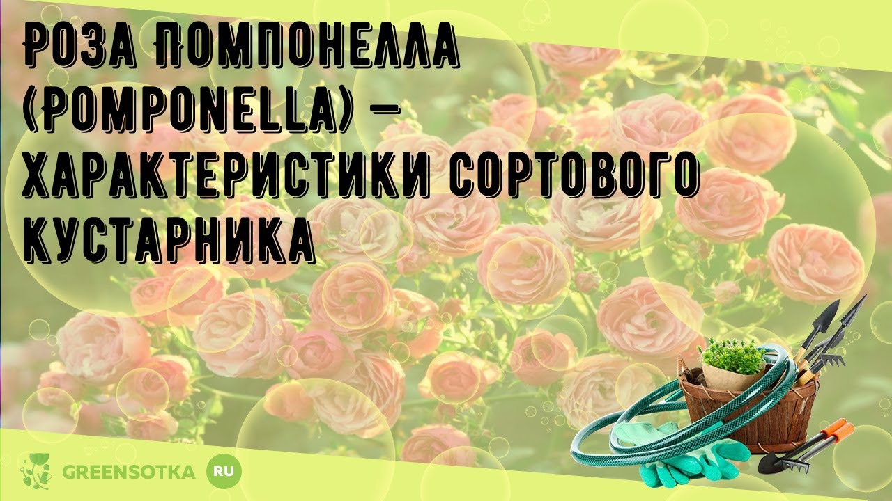 Роза Помпонелла (Pomponella) — характеристики сортового кустарника
