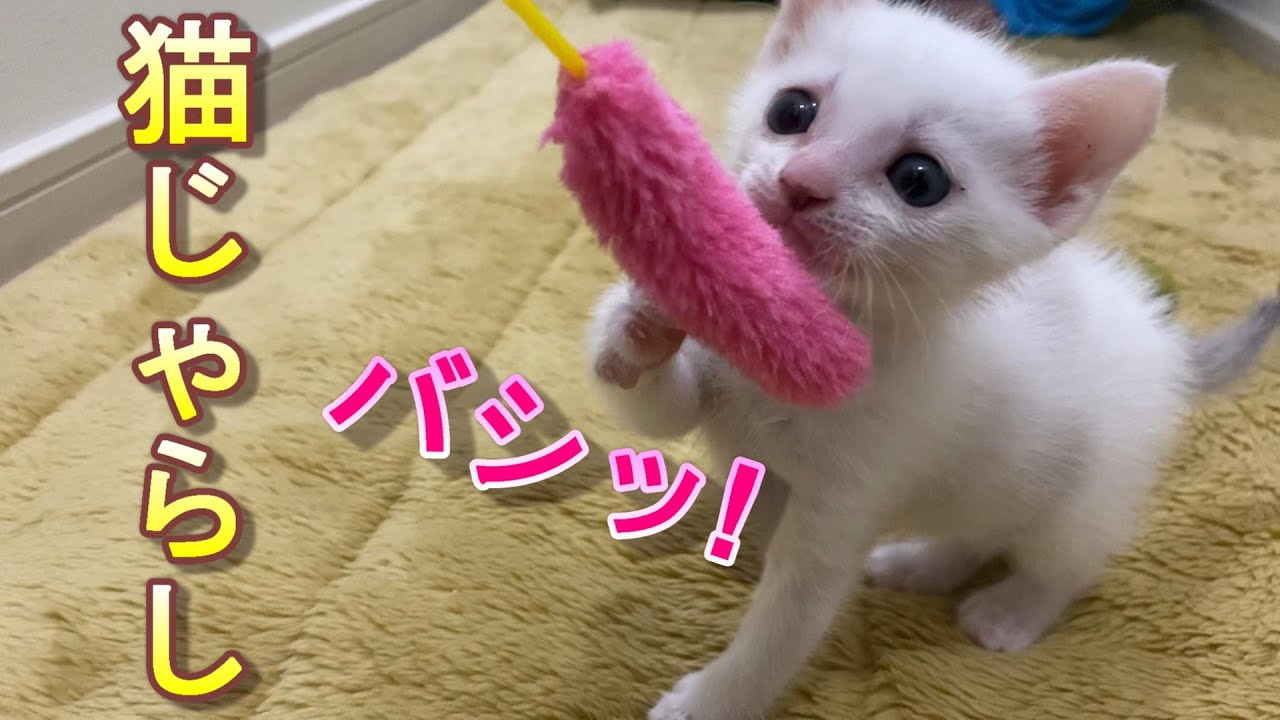 猫じゃらしを初めて「おもちゃ」だと認識した生後32日目の猫の赤ちゃん【保護猫】