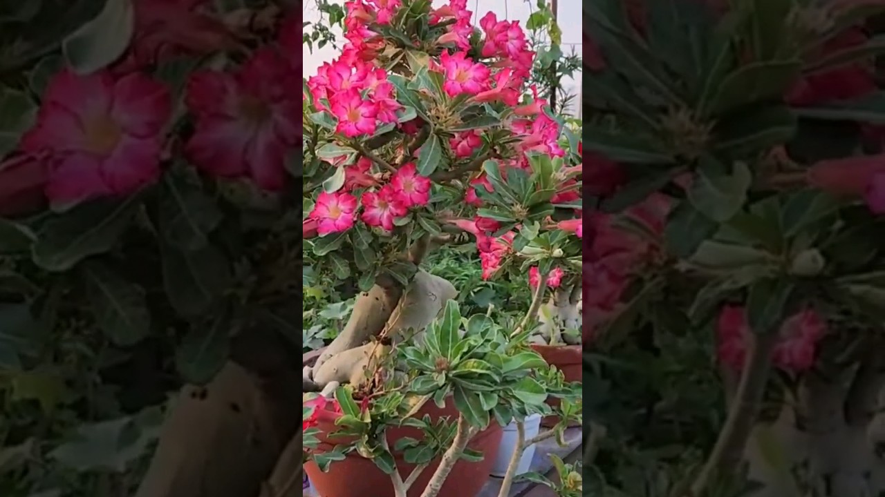Fertilize your Adenium for Max flowers