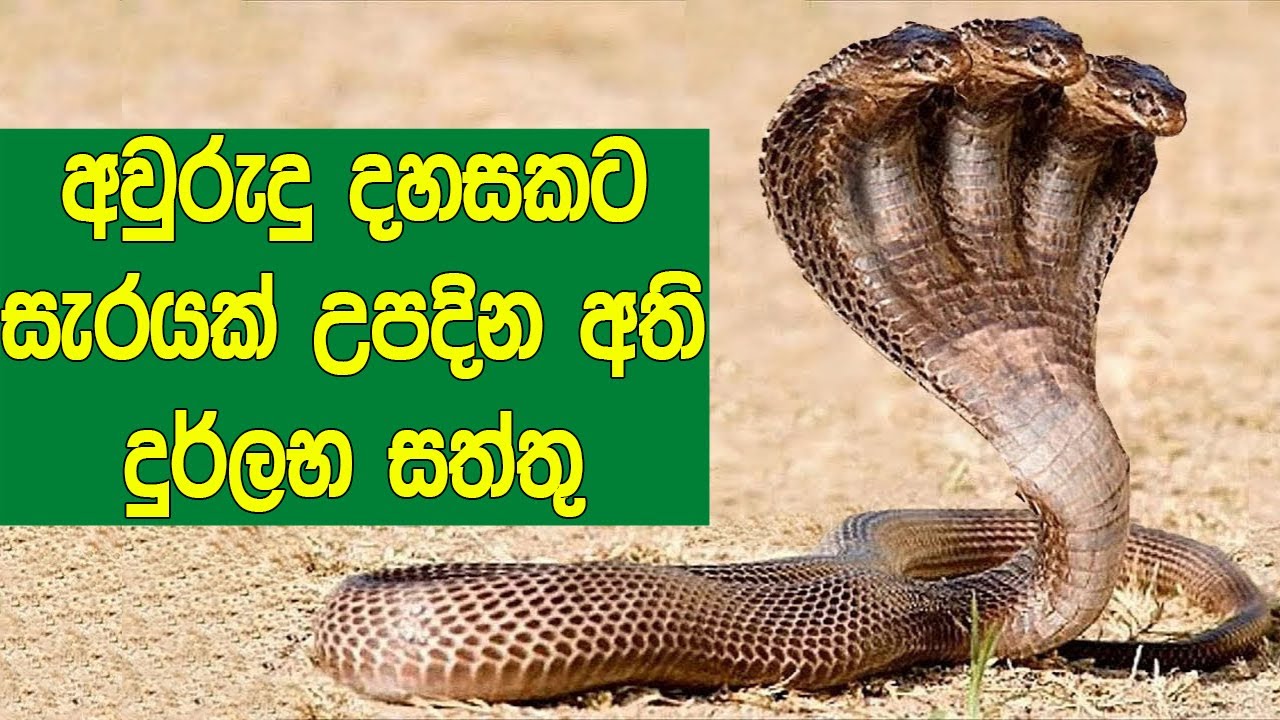 අවුරුදු 1000කට සැරයක් උපදින අති දුර්ලභ සත්තු මෙන්න. | Animals That Only Born In 1000 Years