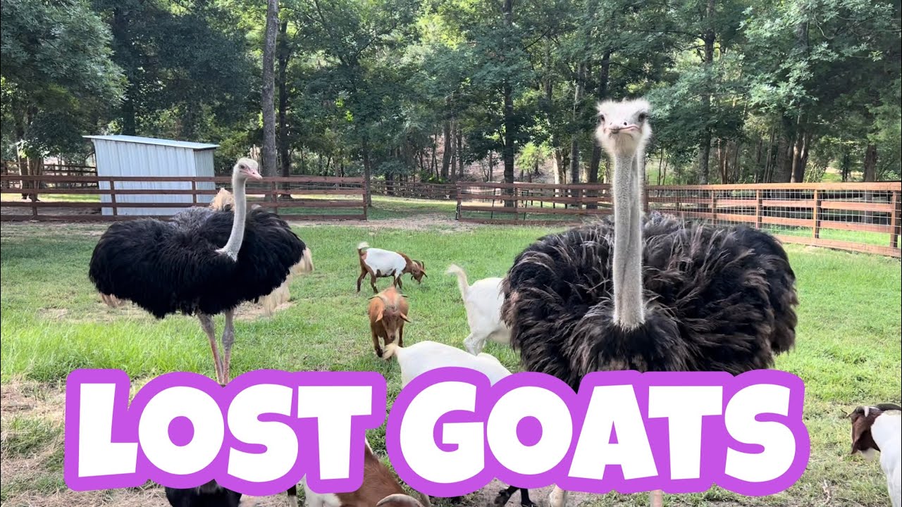 Goats Or Dogs:  one must go!