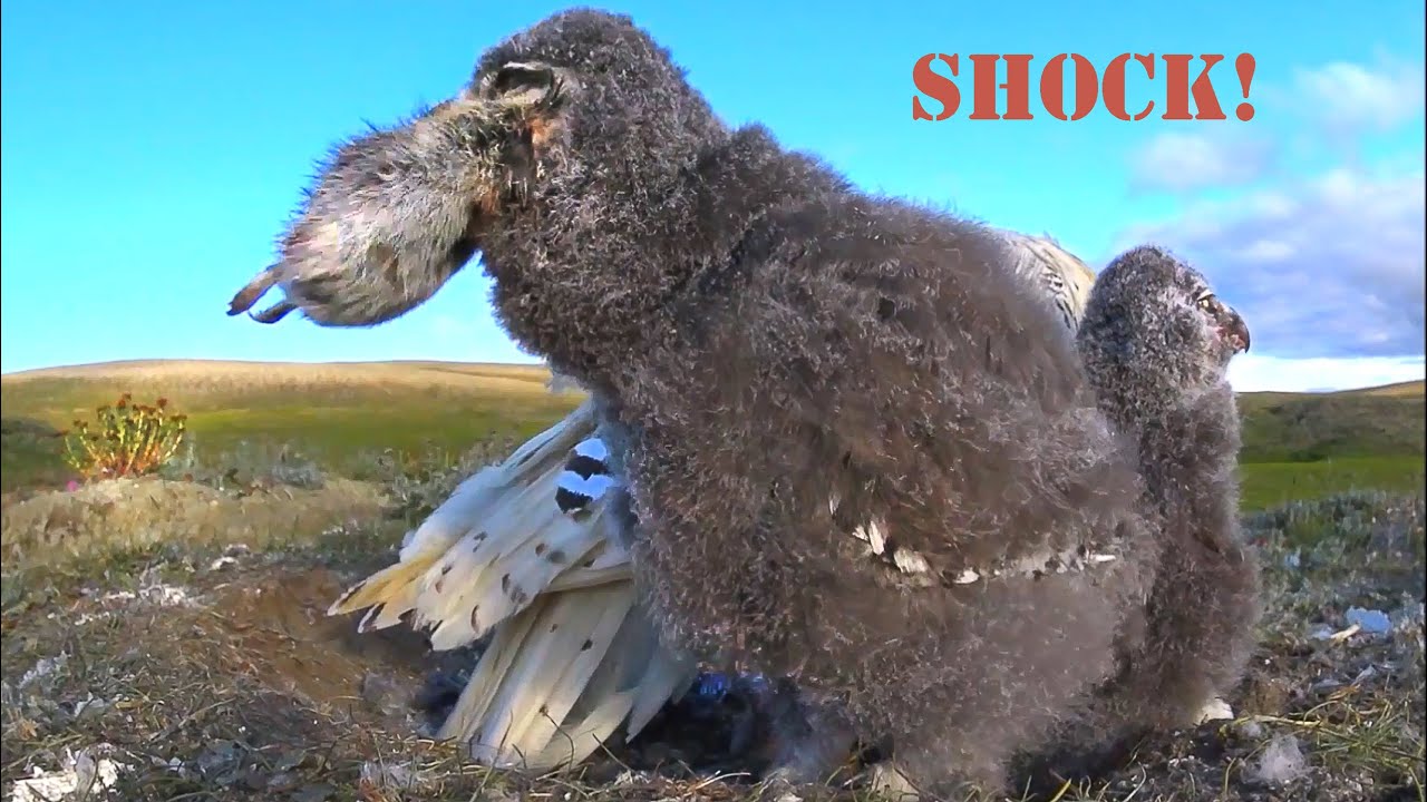 Snowy owls: two lemmings for a snack?