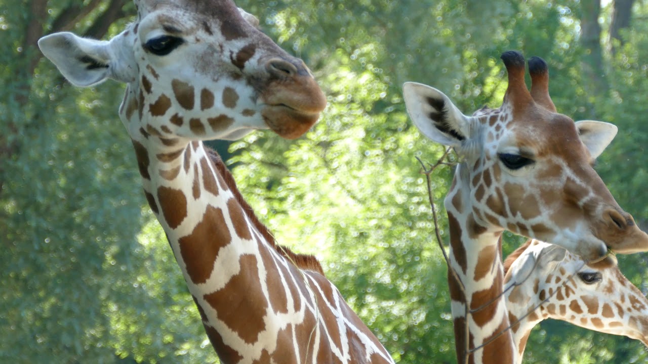 Zoo di Monaco di Baviera