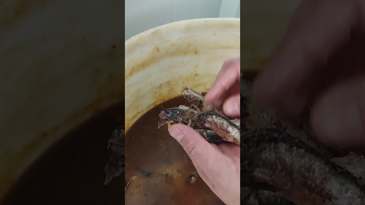 Cómo hacer anchoas. Parte 1.