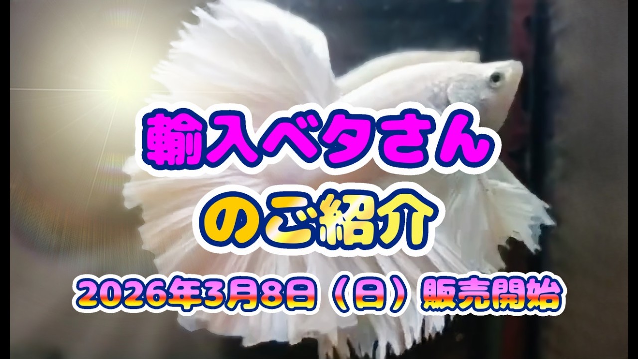 2026年3月8日（日）販売開始！　輸入ベタさん紹介動画