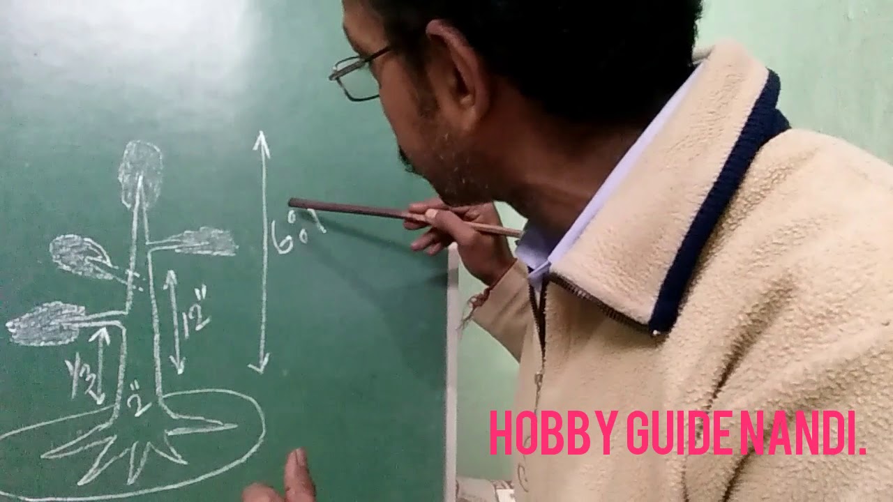 How to make bonsai tree, formal upright bonsai tree  basic  rules for Beginners by HOBBY GUIDE NANDI