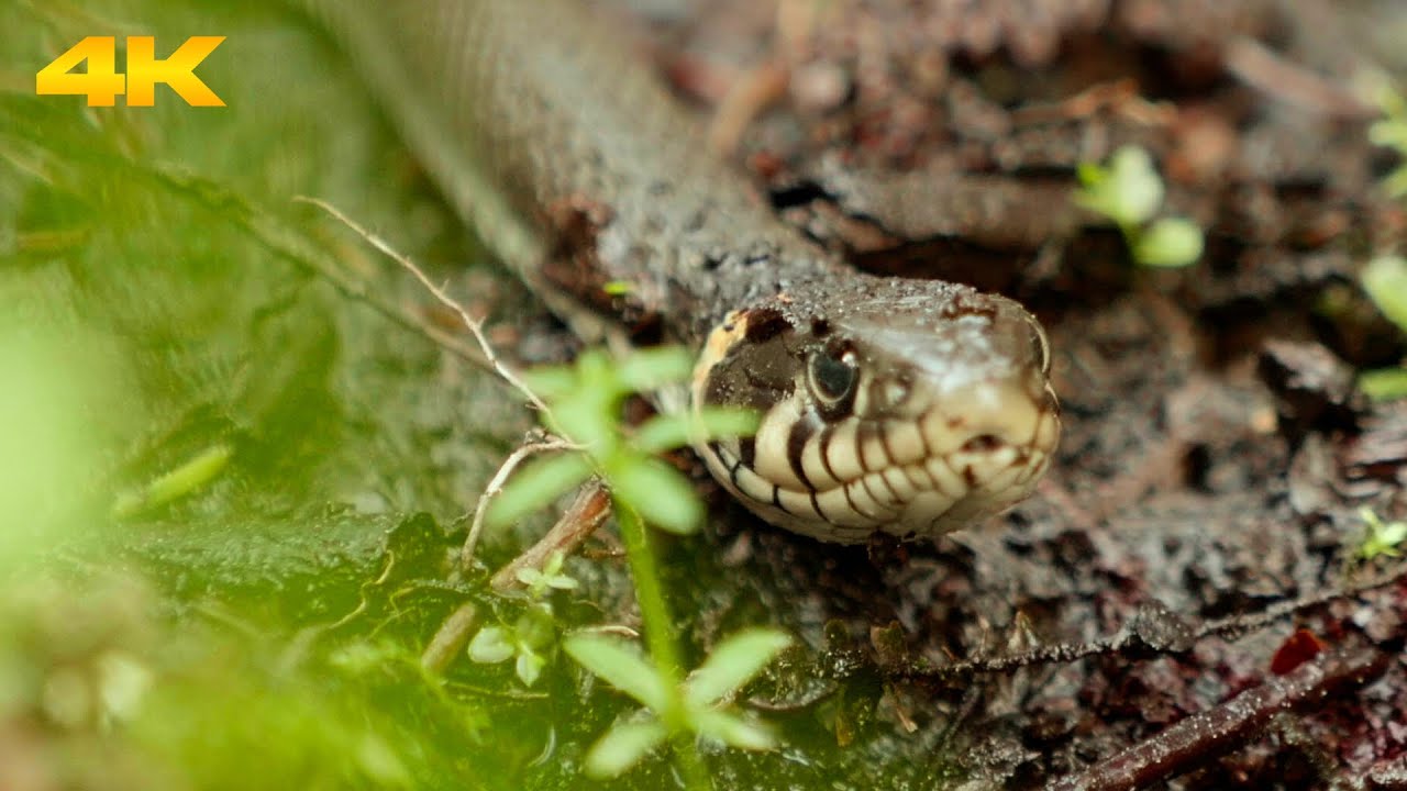 Intense Encounter: Snake Hissing and Warning with Tongue Display | 4K