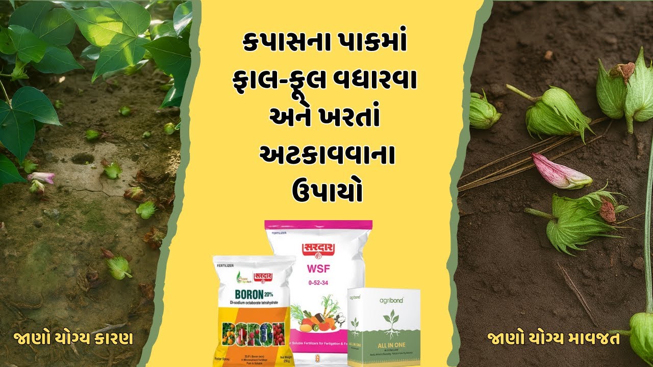 કપાસના પાકમાં ફાલ-ફૂલ વધારવા અને ખરતાં અટકાવવાના ઉપાયો | કપાસ | kapas | kapa ma falful vadharva