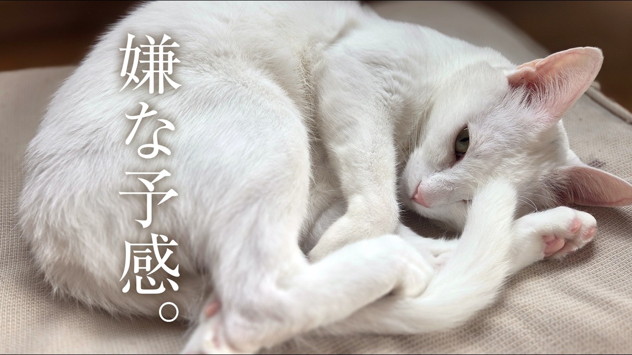 お兄ちゃんとの別れを察している白猫。※若かりし頃の妻も登場。
