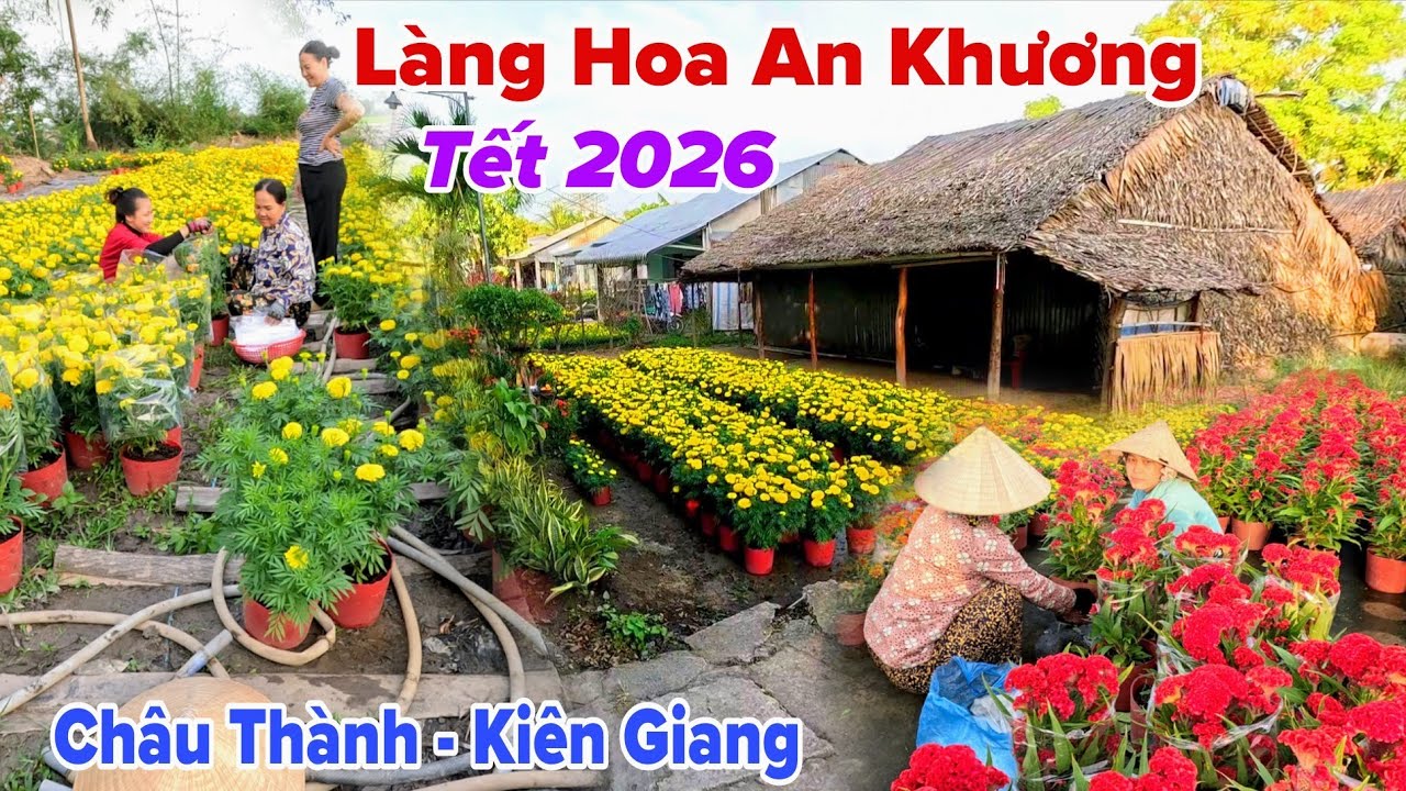 Rộn Ràng Làng Hoa Tết An Khương 2026 Tất Bật Xuất Bông Đi Khắp Các Chợ Kiên Giang 