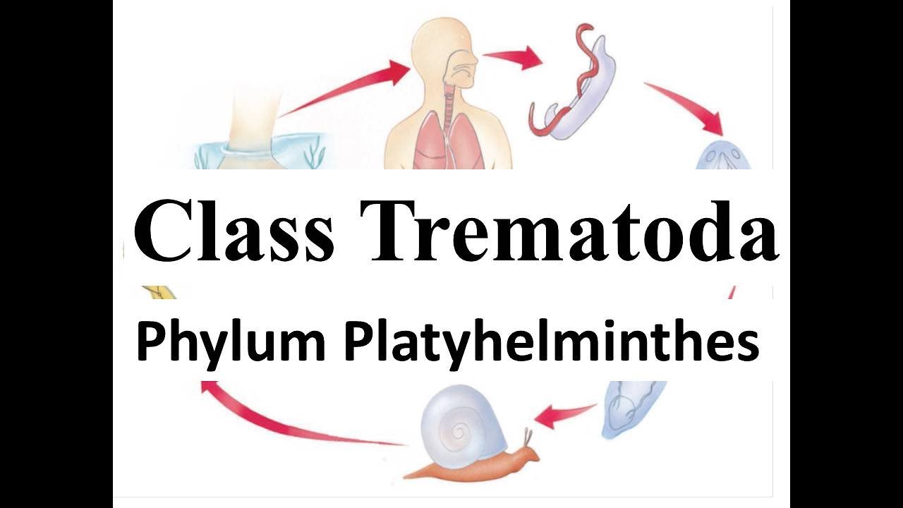Class Trematoda || Life cycle of Liver Fluke || Phylum Platyhelminthes