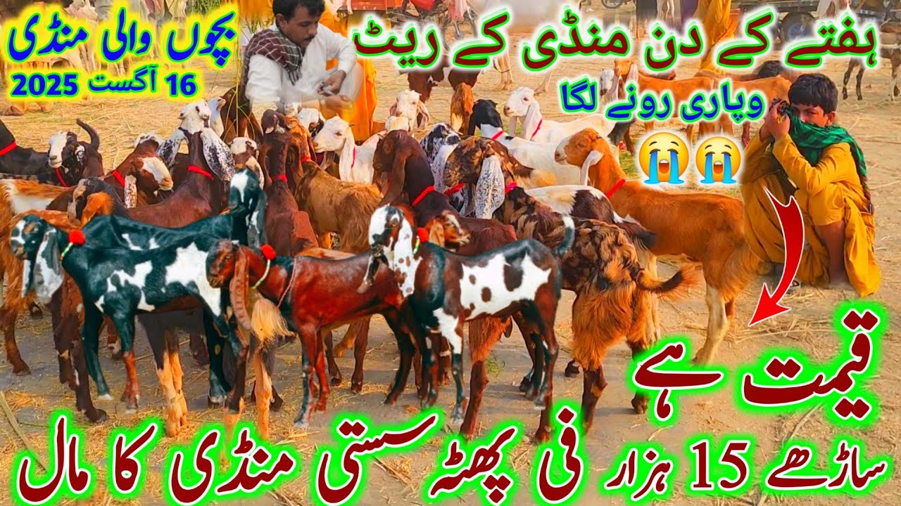 16 August 2025 بچوں والی سستی منڈی | bakra mandi dera ghazi khan | ہفتے کے دن بڑی منڈی ویزٹ rate،s 🫢