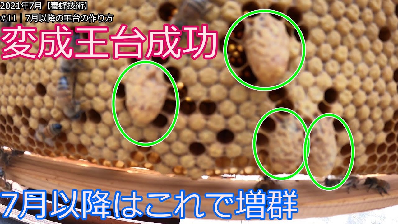 No11【養蜂技術2】7月以降の王台の作り方