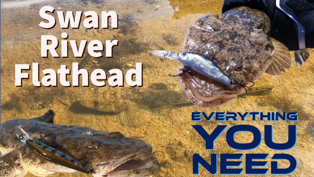 Cracking the Flathead Code | How to Catch Swan River Flathead