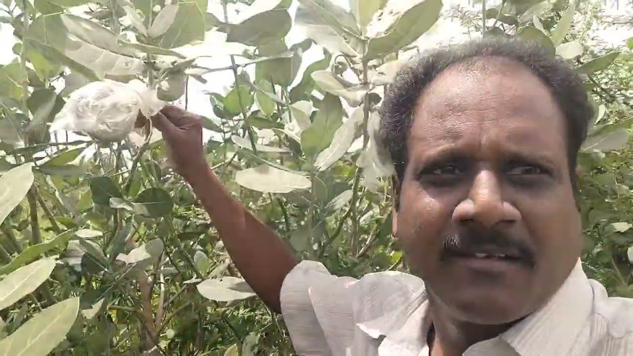 తెల్ల జిల్లేడు చెట్టు కాయలను సేకరించే విధానం !!Tella jilledu chettu seeds!!