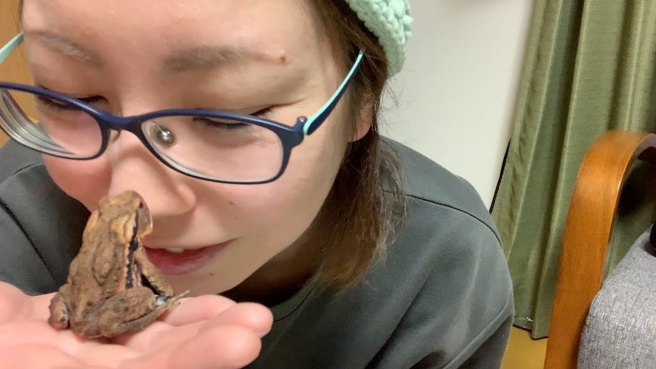 【悲報】子供ヒキガエルの飼育をミスってしまいました