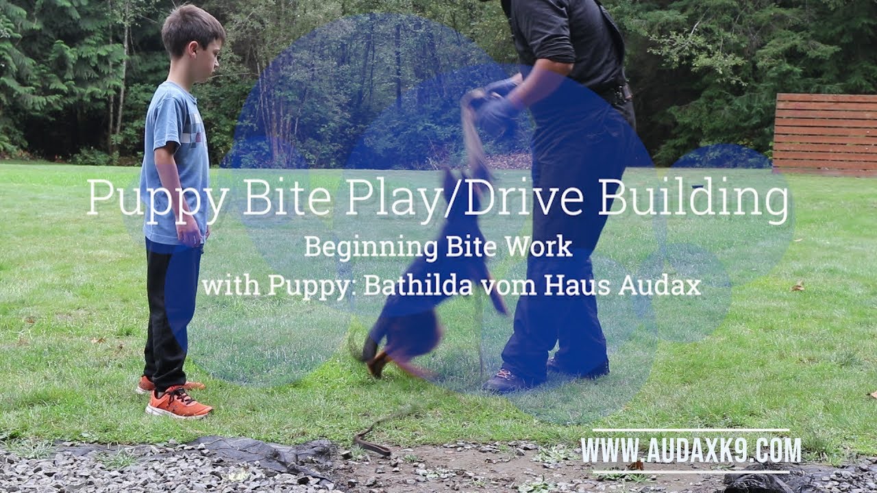 Pre-Teething Puppy Bite-work and Drive Building