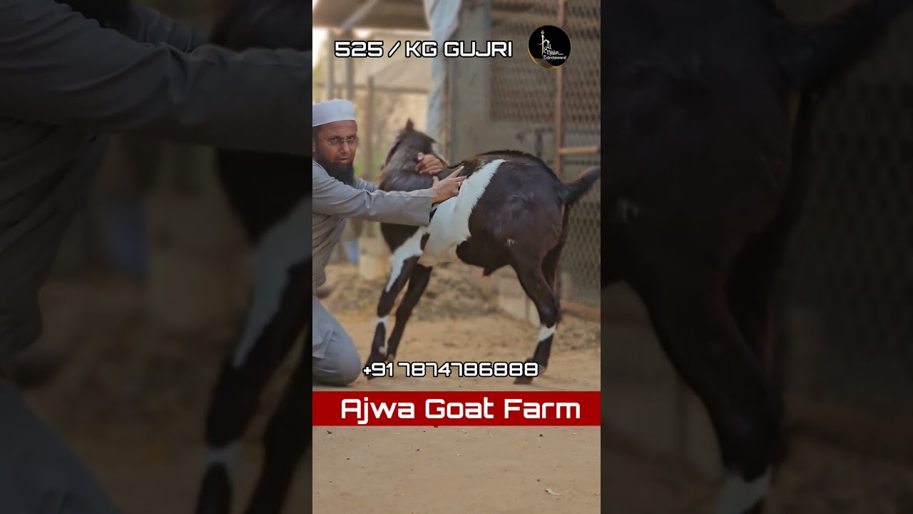 525/ kg gujri Just 2 daat Ajwa goat farm