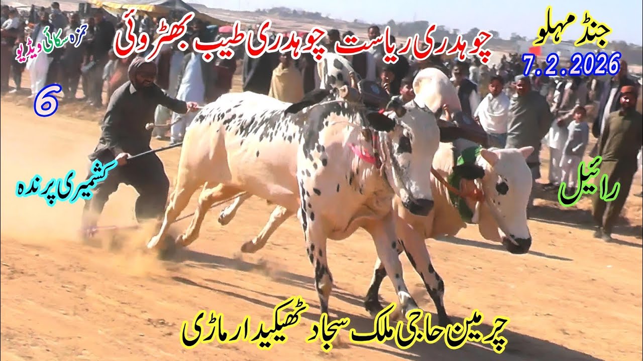 Bull Race ( No 6 ) Jand Melu 7 2 2026  QazeJee