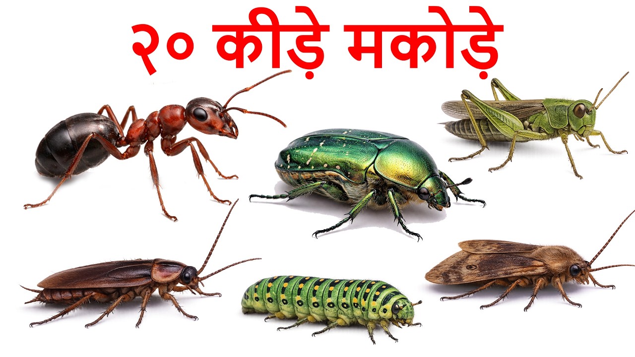 Insects Rhyme Hindi | बच्चों के लिए कीड़े-मकोड़ों की कविता