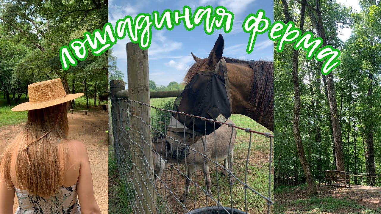 vlog-ферма с лошадьми