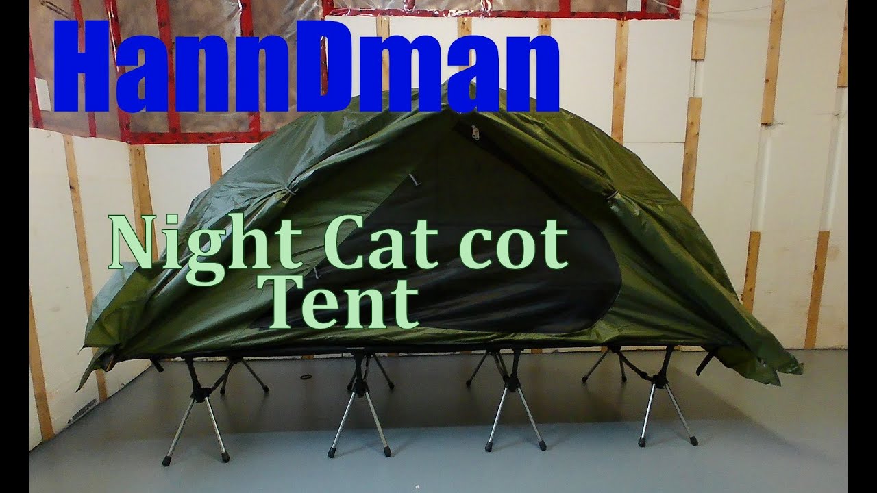 Night cat