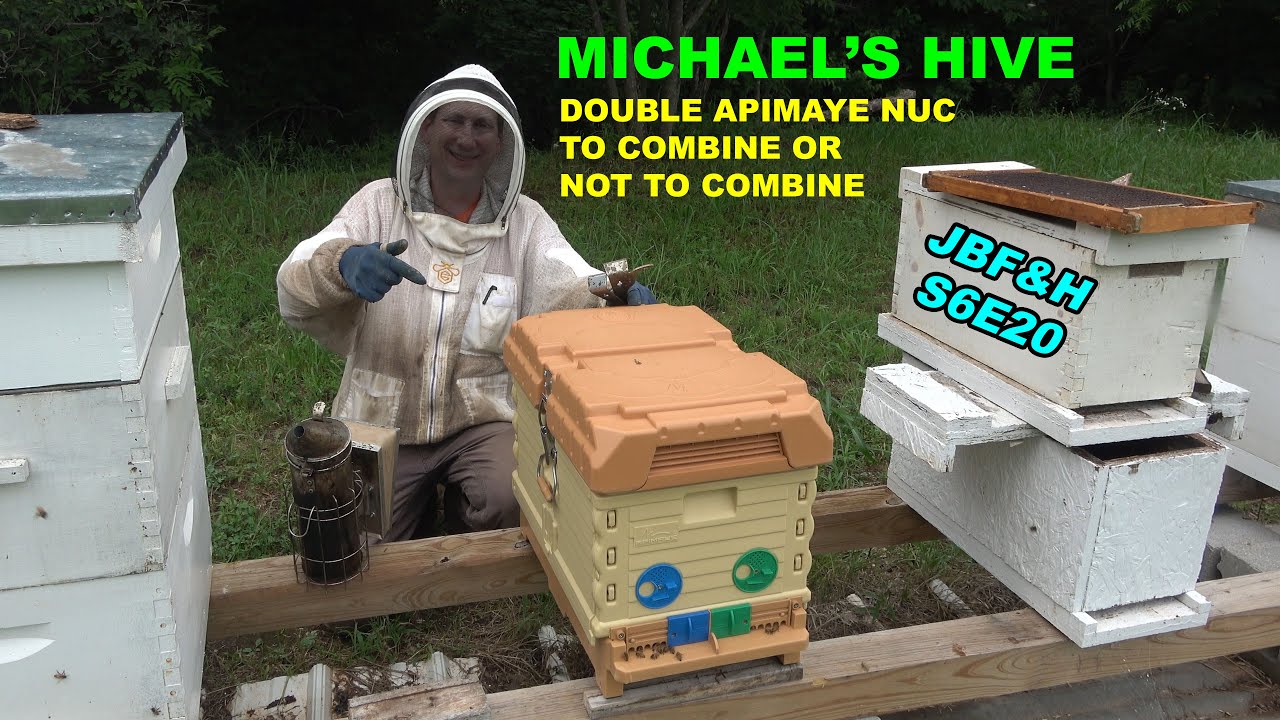 Double Apimaye Nuc Combine Decision S7E20 #beekeeping