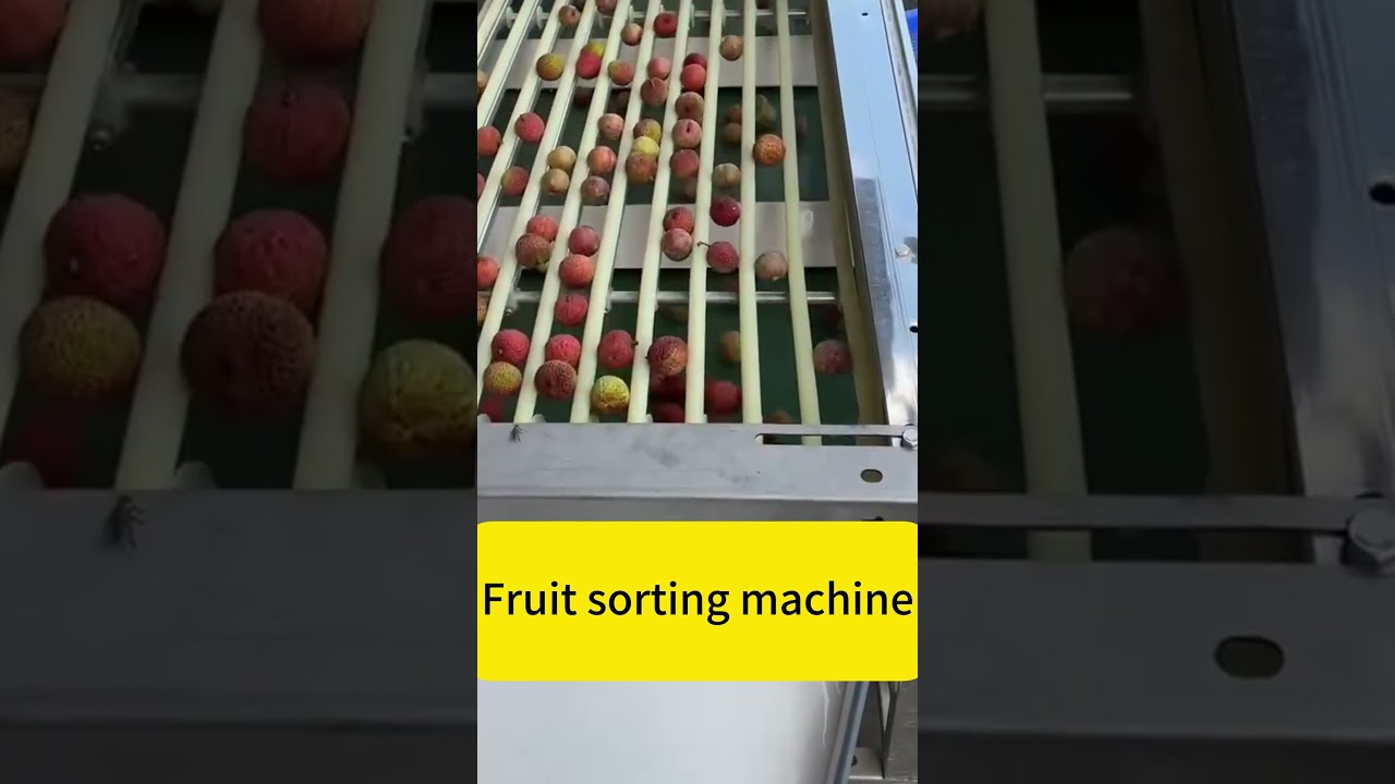 Automatic Litchi Sorter Jujube Fruit Sorting Machine by Size | Fruit Grading & Sorting Equipment