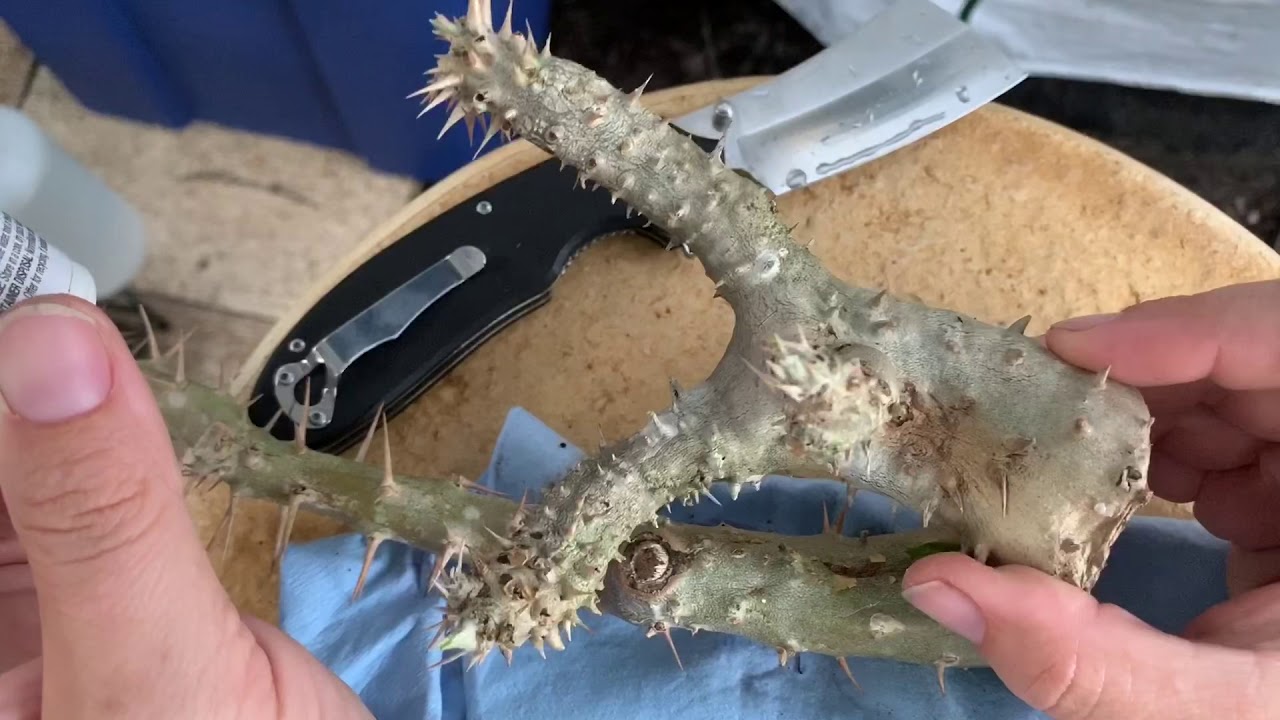 Cutting Root Off Rot in a Madagascar Propagation