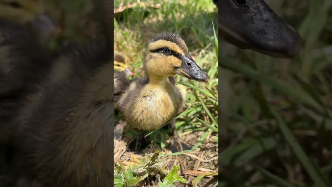 How we use ducks for pest control 🦆 #ducks #duckfarming #growyourownfood #farming #offgridliving