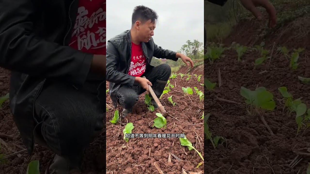 油菜终于种完啦，那些冰冷的泥水、酸痛的腰背，最终都化为了来年春天，那片泼天而下的、最灿烂的金黄。而我也终于懂得，那金黄，从一开始，就是用汗水与陪伴浇灌而成的。#农村生活#油菜 #农村美食#幸福的生活