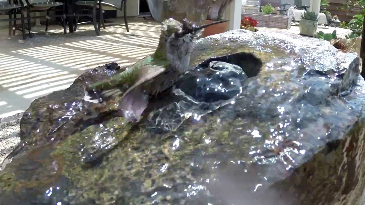 Hummingbirds Taking a Bath