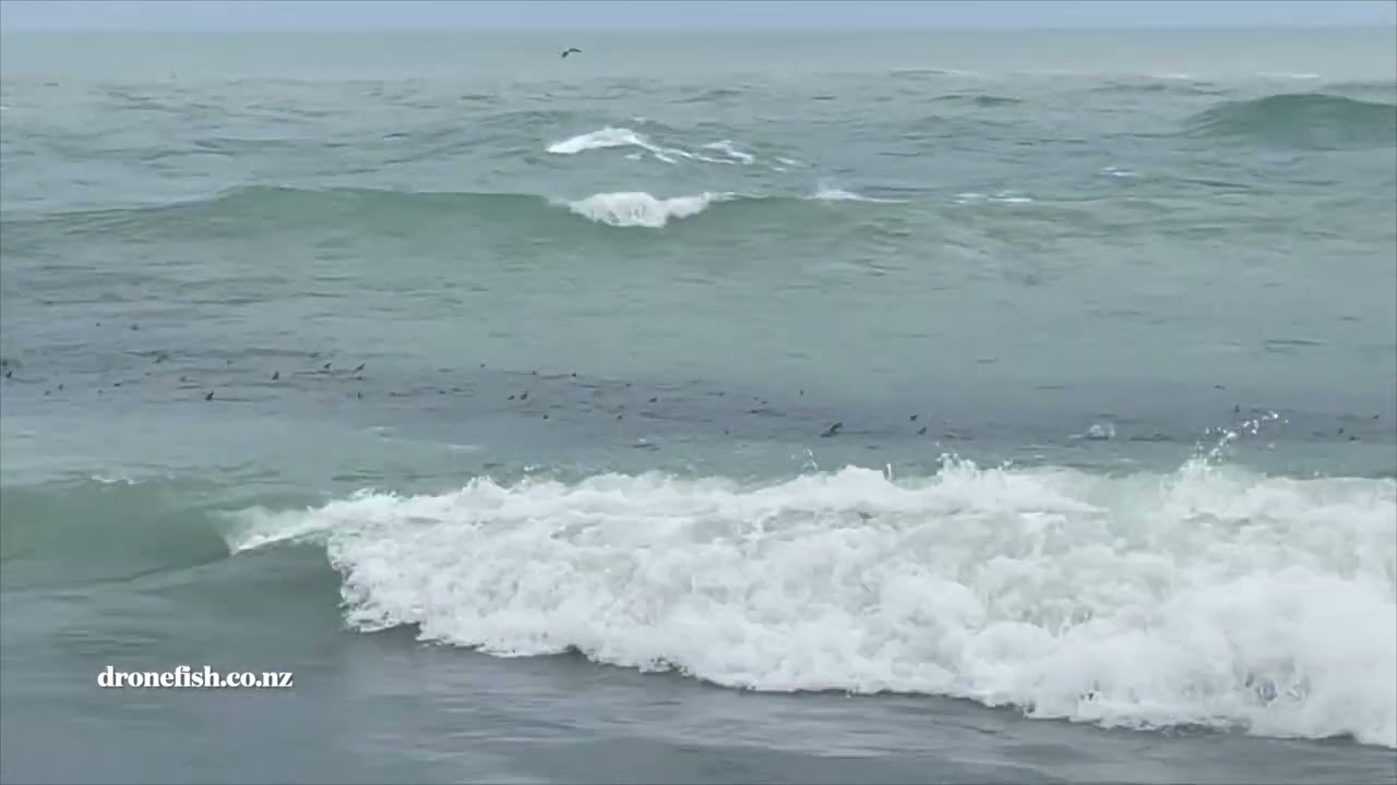 waitaki mouth tik tok
