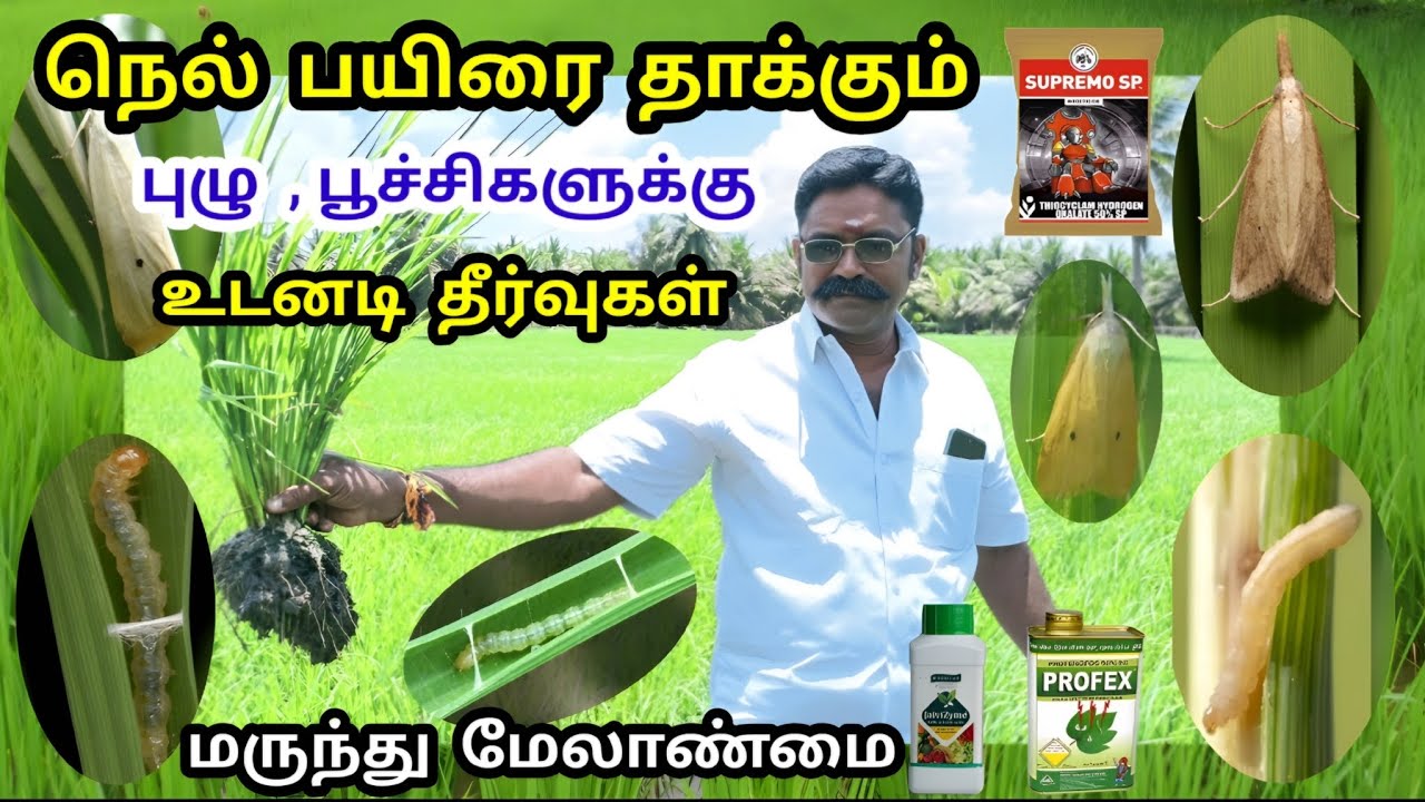 நெல் பயிரில் குருத்து புழு , இலை சுருட்டு புழு தாக்குதலுக்கு உடனடி தீர்வுகள் | Tamil