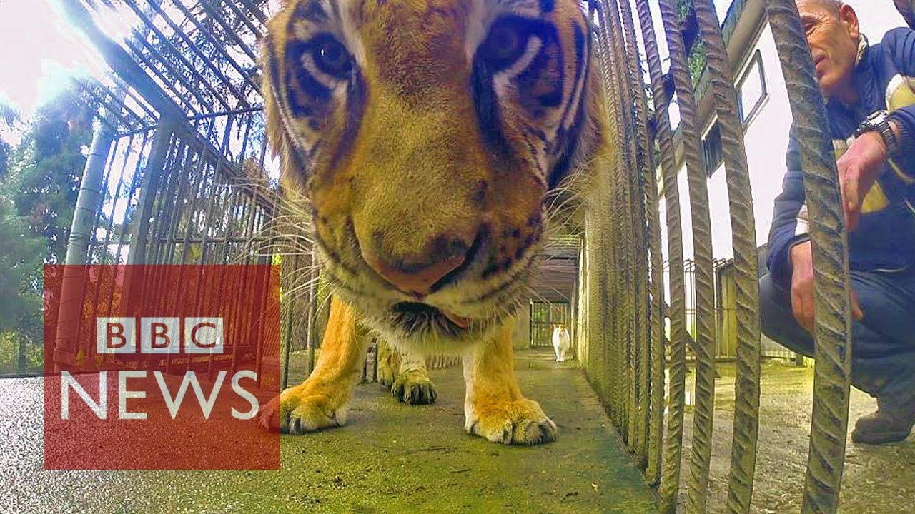 Tiger: How to transport world's largest cat