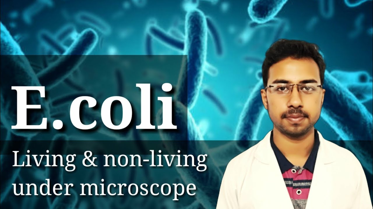 Hanging drop method microbiology | live bacteria under microscope | e.coli bacteria