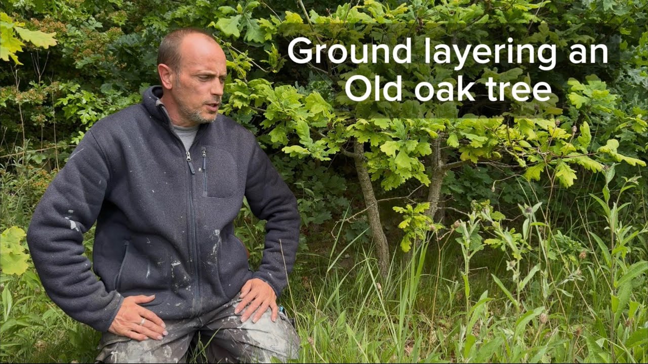 How to ground layer an old oak tree for yamadori