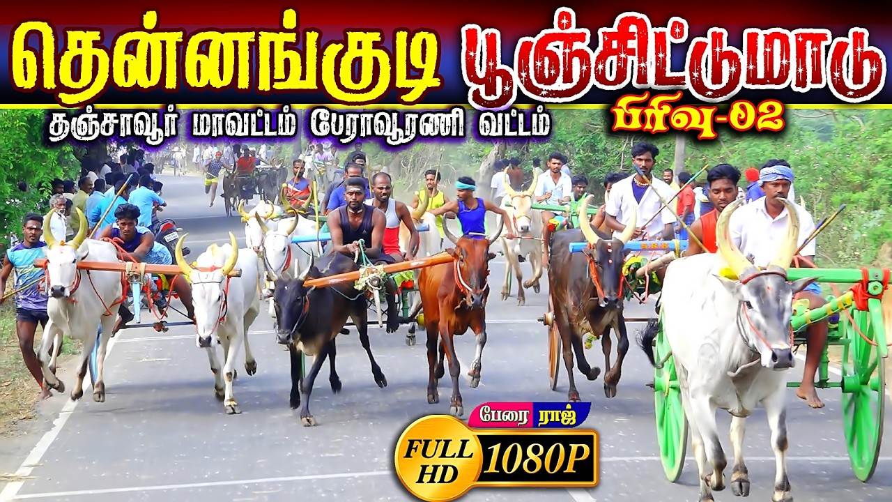 தென்னங்குடி 2பூஞ்சிட்டுமாடு பந்தயம் #perai_raj_digital #reklarace2026