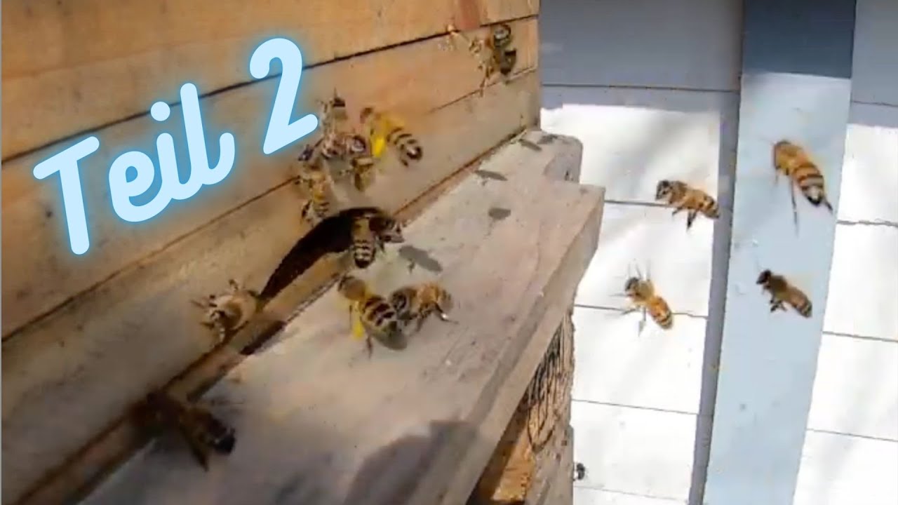 Bienenstock Frühling 2022 Teil 2 | Beehive Spring 2022 Part 2