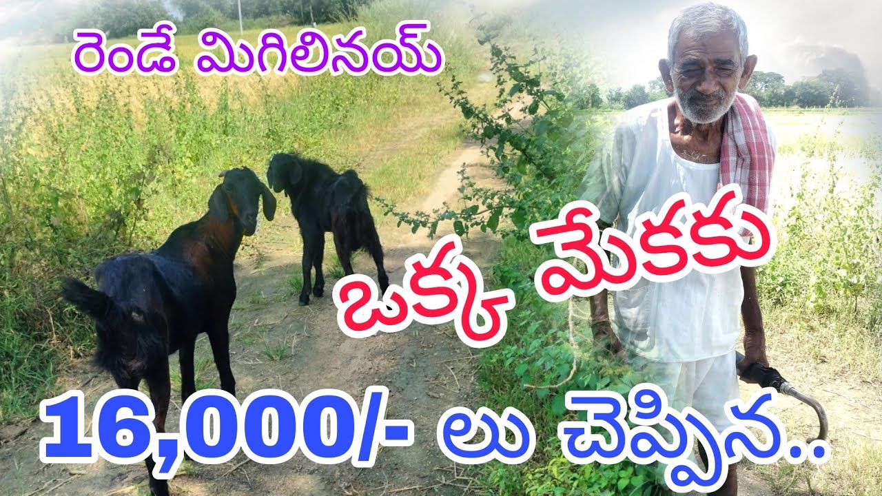 ఒక్క మేకకు 16,000/- చెప్పిన..|100 మేకలు కాసిన రెండే మేకలు మిగిలినయ్|by golden mucchatlu