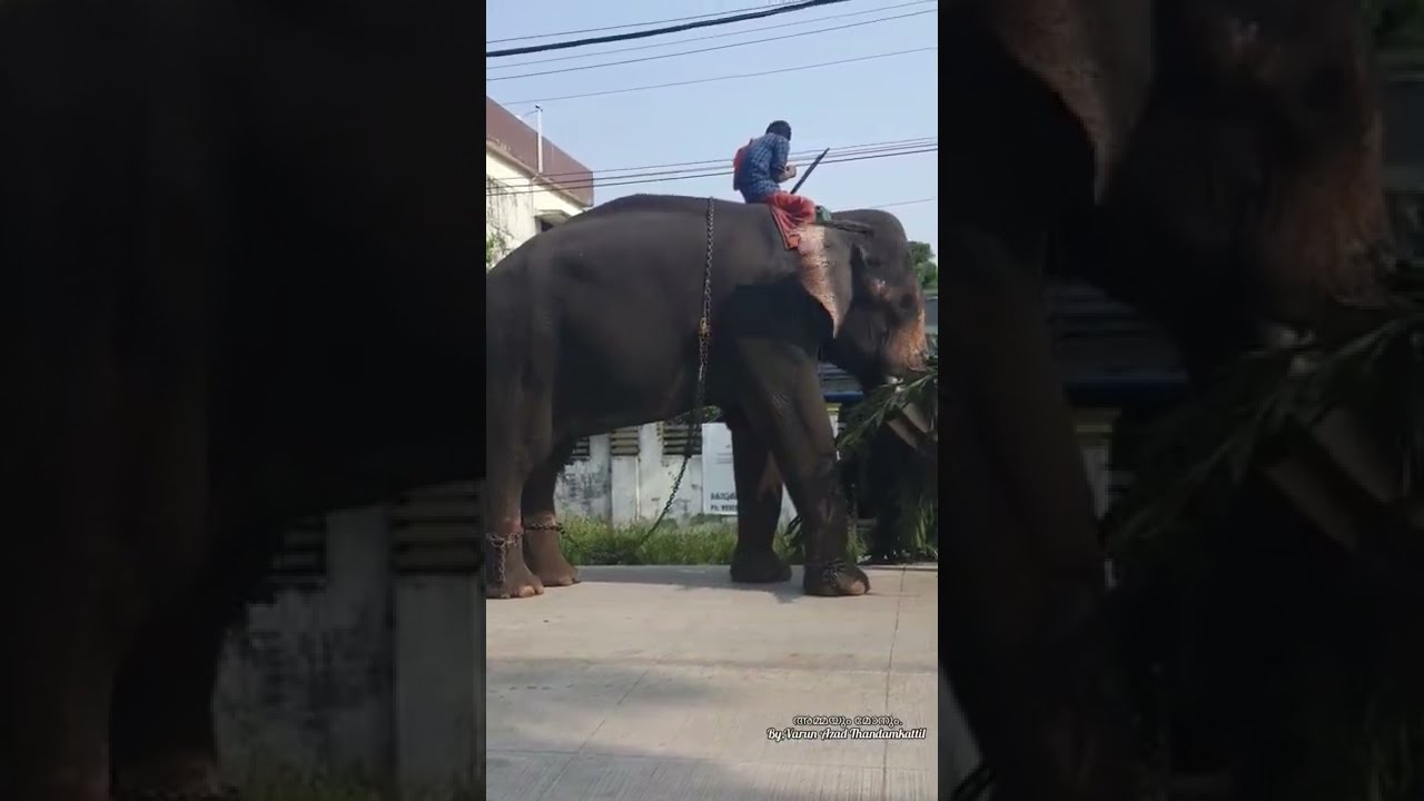 Kerala Elephant Lovers 🐘 - Mullakkal Rajarajeswari Temple Elephant - Kombam Aana - കേരള - Kerala