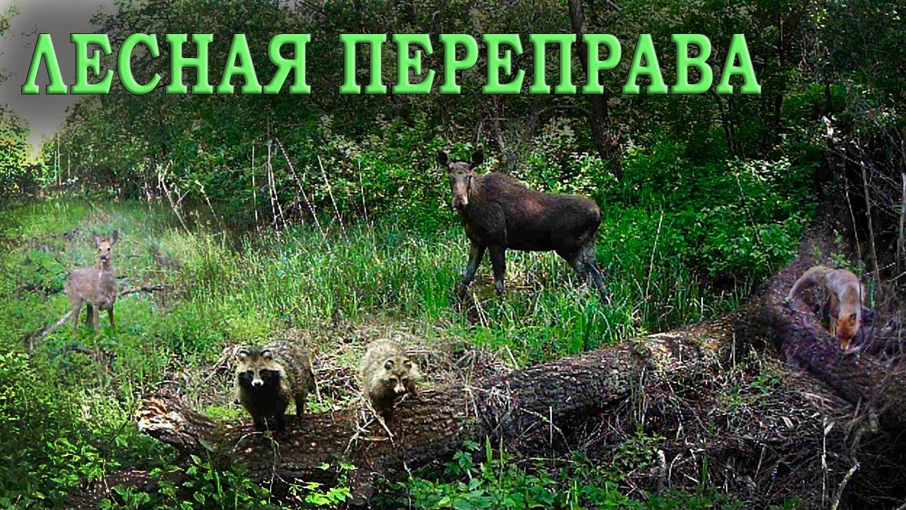 Упало ДЕРЕВО но ЖИЗНЬ вокруг бьёт ключом! ФОТОЛОВУШКА в лесу