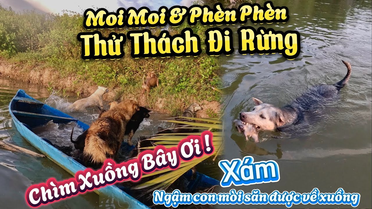 Thử Thách Đi Rừng Của Hai Cún Con Moi Moi Và Phèn Phèn - Xám Vui Vẽ Mang Con Mòi Săn Được Về Nhà