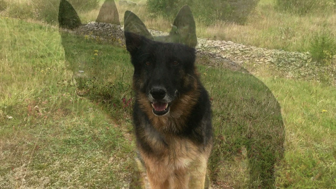 In memory of my dog Chip, my sweet german shepherd 